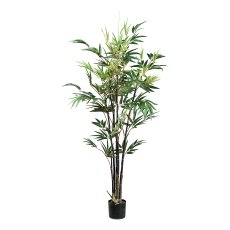Bambus chinese wonder x6, 447 Blätter ca 135cm rotgrün im Kunststofftopf 12x11,5cm m.