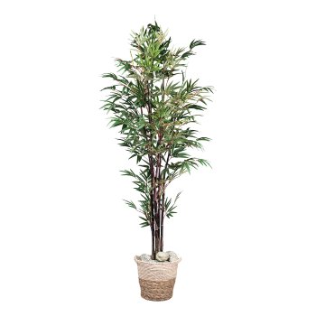 Bamboo chinese wonder x8, 1065 leaves ca 190cm redgreen in plastic pot 15x13cm with soil,