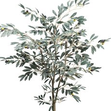 Olivenbaum x63 Fr., 495 Bl. ca 150cm grün im Kunststofftopf 14x12,5cm m. Erde, Stamm