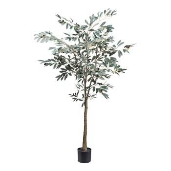 Olive tree x63 Fr., 495 Bl. ca 150cm green in plastic pot 14x12,5cm w. soil, trunk