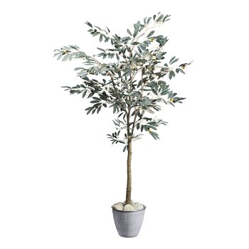 Olivenbaum x63 Fr., 495 Bl. ca 150cm grün im Kunststofftopf 14x12,5cm m. Erde, Stamm