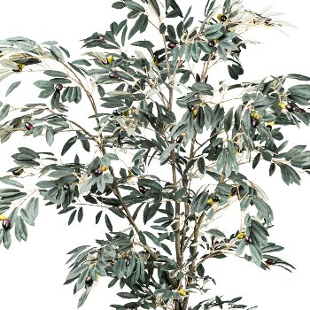 Olive tree x109 fruits, 1245 leaves, ca 210cm green n.d.p. in plastic pot 17x14.5cm w.