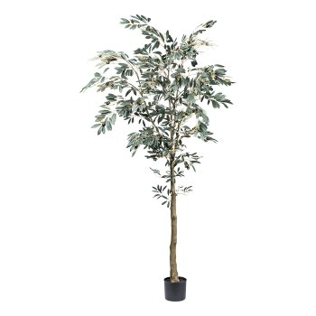 Olive tree x109 fruits, 1245 leaves, ca 210cm green n.d.p. in plastic pot 17x14.5cm w.