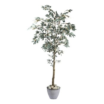 Olive tree x109 fruits, 1245 leaves, ca 210cm green n.d.p. in plastic pot 17x14.5cm w.