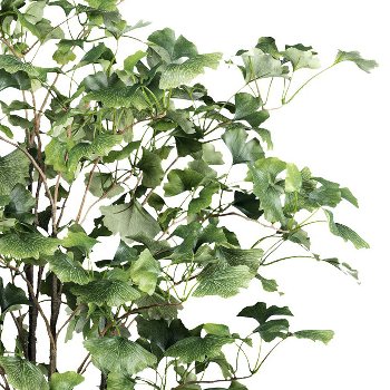Gingko tree x462 Bl. ca 150cm green in plastic pot w.soil 14,5x12,5cm trunk plastic