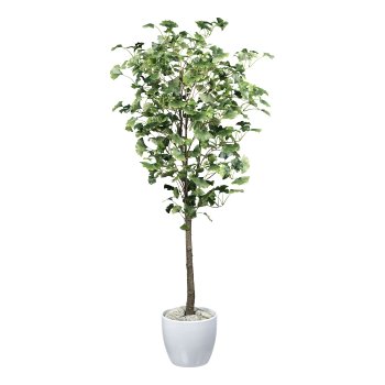 Gingko tree x462 Bl. ca 150cm green in plastic pot w.soil 14,5x12,5cm trunk plastic