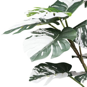 Monstera deliciosa Variegata x21 leaves, ca 80cm green-white, in black plastic