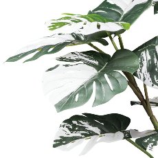 Monstera deliciosa Variegata x21 leaves, ca 80cm green-white, in black plastic