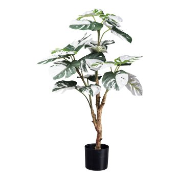 Monstera deliciosa Variegata x21 leaves, ca 80cm green-white, in black plastic