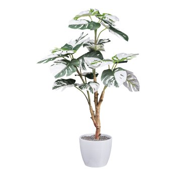 Monstera deliciosa Variegata x21 leaves, ca 80cm green-white, in black plastic