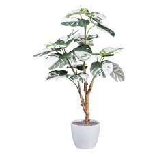 Monstera deliciosa Variegata x21 leaves, ca 80cm green-white, in black plastic
