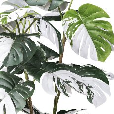 Monstera deliciosa Variegata x38 leaves, ca 110cm green-white,in black plastic