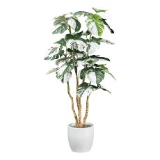 Monstera deliciosa Variegata x38 leaves, ca 110cm green-white,in black plastic