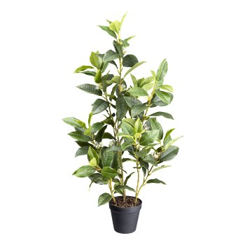 Osmanthus x4, ca 65cm green in plastic pot 11x10cm, with soil