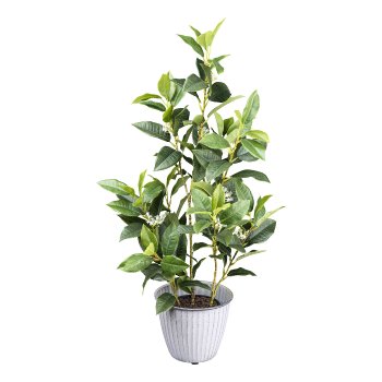 Osmanthus x4, ca 65cm green in plastic pot 11x10cm, with soil