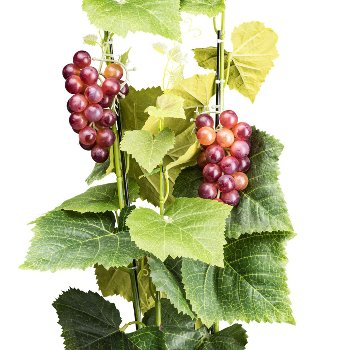 Weinrebe x4, ca 80cm grün mit 2 Weintrauben rot, im Kunststofftopf 12,5x11cm mit Erde