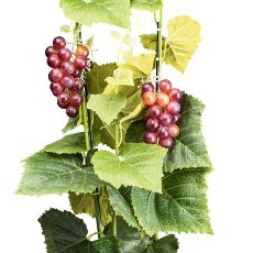 Weinrebe x4, ca 80cm grün mit 2 Weintrauben rot, im Kunststofftopf 12,5x11cm mit Erde