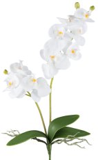 Phalaenopsis x2, 9 flowers 57cm, white, Real Touch