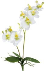 Phalaenopsis x2, 9 flowers 57cm, white-green, Real Touch