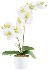 Phalaenopsis x2, 9 flowers 57cm, white-green, Real Touch in ceramic pot 11cm white