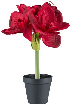 Amaryllis ca 32cm dunkelrot, im Kunststofftopf