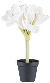 Amaryllis ca 32cm weiss, im Kunststofftopf