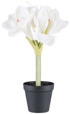 Amaryllis approx. 32cm white, in plastic pot