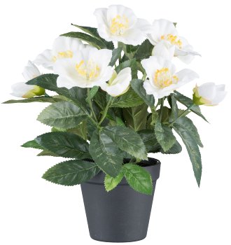 Christmas rose bush x5, approx. 30cm white, in plastic pot