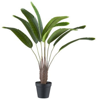 Mini-Traveller Palme x9 ca 60x60cm, im Kunststofftopf schwarz 10,5x10cm, m.Kies
