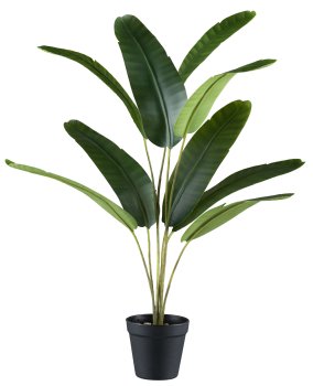 Mini banana plant x9, ca 65x50cm, in plastic pot black 10.5x10cm, with gravel
