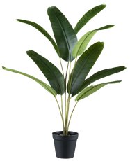 Mini banana plant x9, ca 65x50cm, in plastic pot black 10.5x10cm, with gravel