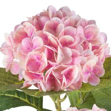 Hydrangea bush x6, ca 85cm, pale pink, in black plastic pot 15x13cm, with soil