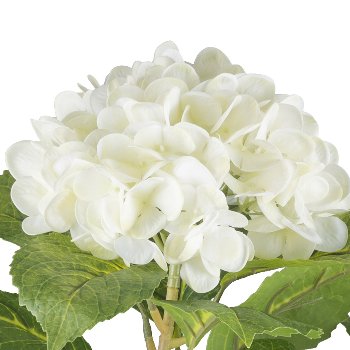 Hydrangea bush x6, ca 85cm, white, in black plastic pot 15x13cm, with soil