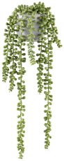 Sedum x8, 45cm hellgrün im Zementtopf 8,5x8,5cm grau