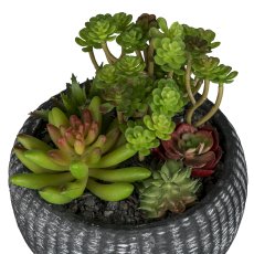 Succulent arrangement, 16cm in cement bowl 16x7.5cm anthracite