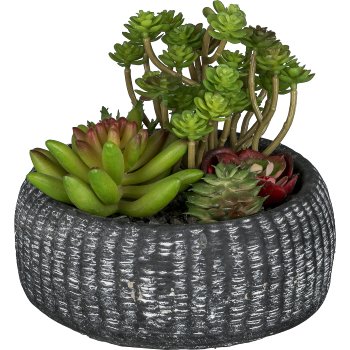 Succulent arrangement, 16cm in cement bowl 16x7.5cm anthracite