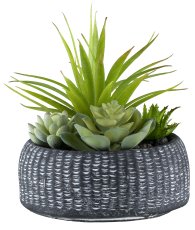 Succulent arrangement, 18cm in cement bowl 16x7.5cm anthracite