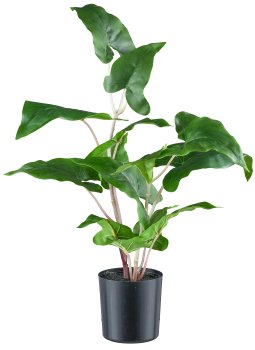 Colocasia esculenta, 50cm grün im Kunststofftopf 10x10cm mit Erde