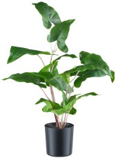 Colocasia esculenta, 50cm green in plastic pot 10x10cm with soil