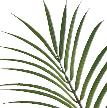 Phoenix palm x12, 150cm green, in plastic pot 15x13.5cm with soil Material: flame retardant