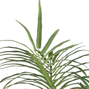 Areca palm bush x15, 70cm green, in plastic pot 15x12cm with soil Material: flame