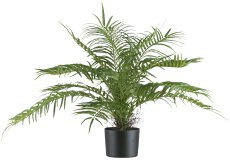 Areca palm bush x15, 70cm green, in plastic pot 15x12cm with soil Material: flame