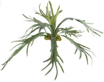 Antler fern x12, 80x80cm, green, plastic Material: flame retardant