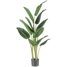 Traveller palm, 150cm, green, UV-resistant, flame retardant in a plastic pot 18x14.5cm
