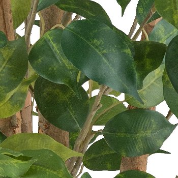 Ficus Benjamina, 110cm grün, 540 Blätter, Naturstamm, im Kunststofftopf 12,5x11,5cm