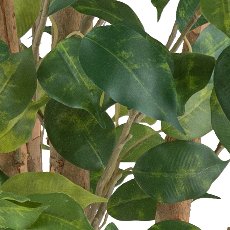 Ficus Benjamina, 110cm grün, 540 Blätter, Naturstamm, im Kunststofftopf 12,5x11,5cm
