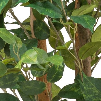 Ficus Benjamina, 160cm grün, 1125 Blätter, Naturstamm, im Kunststofftopf 17x15cm