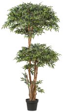 Ruscus ball tree x2, 4130 leaves, natural trunk, in plastic pot 20x16.5cm