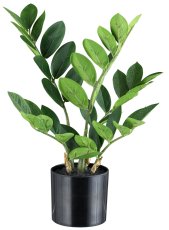 Zamifolia x5, 36cm, 46 Bl., im Kunststofftopf 10x9cm mit Erde