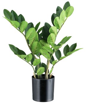 Zamifolia x6, 45cm, 64 Bl., im Kunststofftopf 11x11cm mit Erde